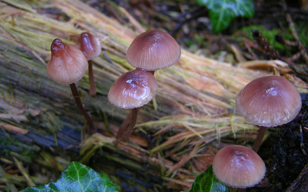 4 Mycena facili facili...
